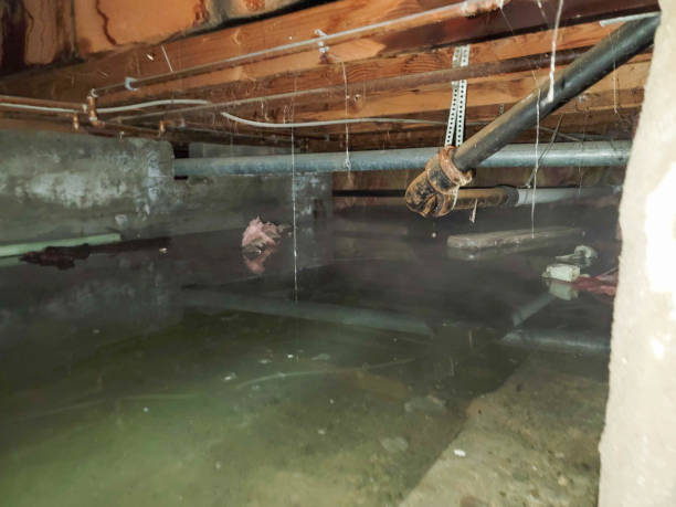 Best Water damage contractors near me  in Croswell, MI